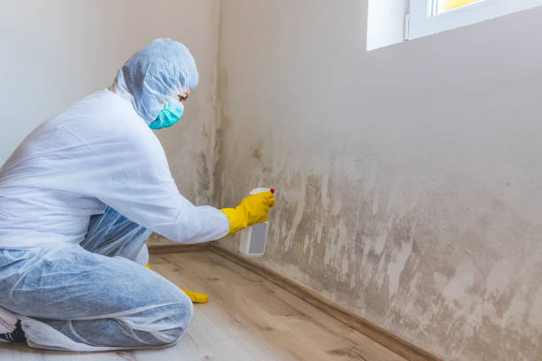 Licensed Commercial Mold Remediation service in Excelsior, MN - WQB Mold Removal